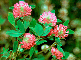 apilaat